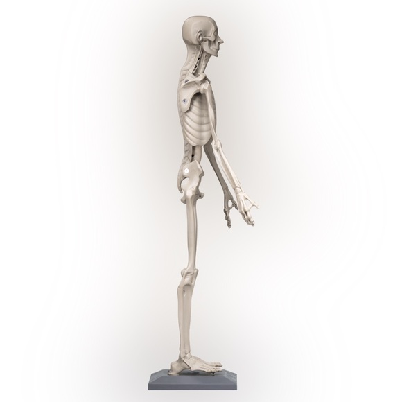 Zahourek System Zoologic Anatomy in Clay Maniken Student Half Skeleton Model - Picture 1 of 5